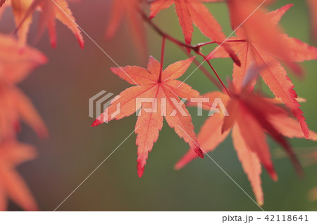 薬師寺 紅葉のクローズアップ 東京都足立区伊興 薬師寺 紅葉のクローズアップ 東京都足立区伊興 42118641