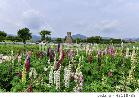 瞻星台 慶州市 花 42118738