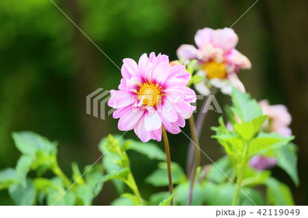 ダリアの花 ダリアの花 42119049