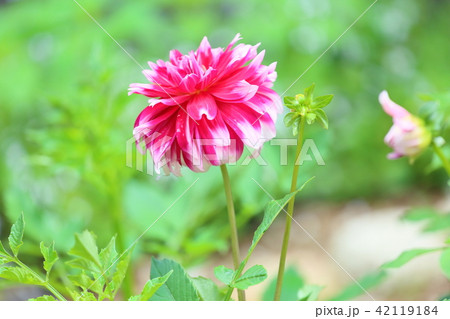 ダリアの花 ダリアの花 42119184