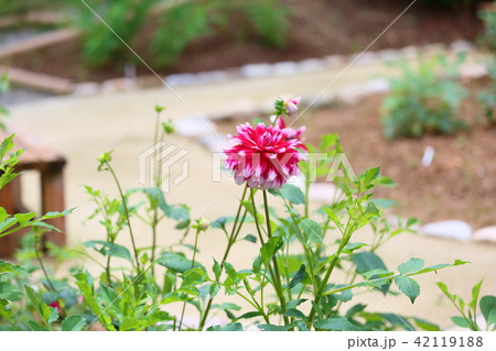 ダリアの花 ダリアの花 42119188
