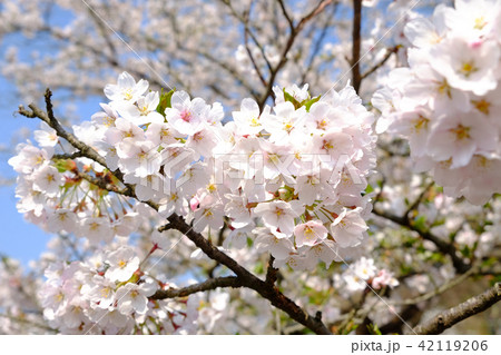 満開のソメイヨシノ 42119206