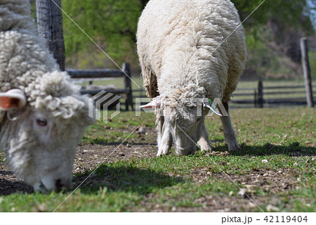ひつじ 42119404