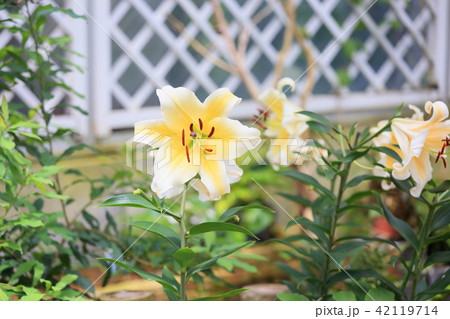 ユリの花 ユリの花 42119714