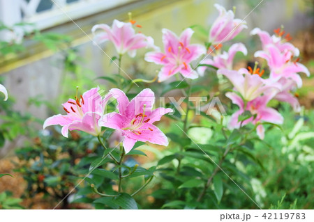 ユリの花 ユリの花 42119783