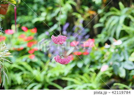 ホヤの花 42119784