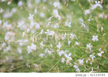 ガウラの花 42119785