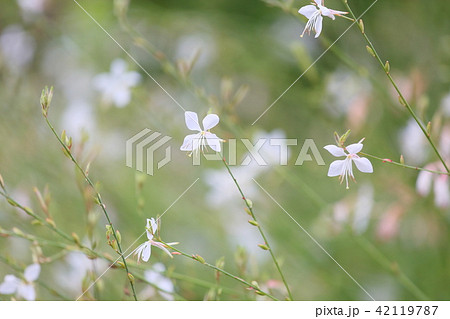 ガウラの花 ガウラの花 42119787