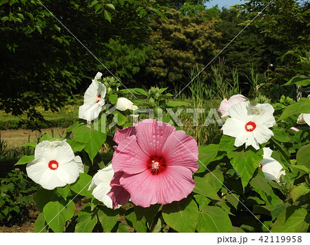 アメリカフヨウ 42119958