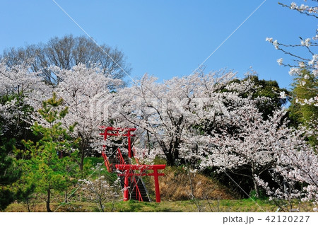 白雪稲荷の桜 42120227