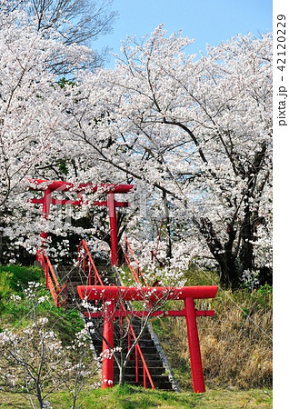 白雪稲荷の桜 白雪稲荷の桜 42120229