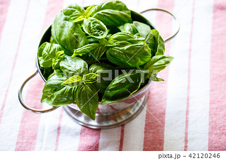 バジル 42120246