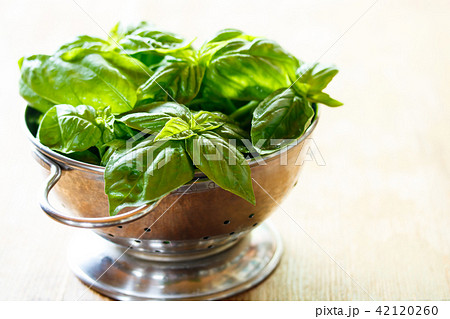 バジル 42120260