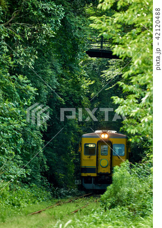 千葉県 いすみ鉄道 森のトンネルの写真素材 [42120488] - PIXTA