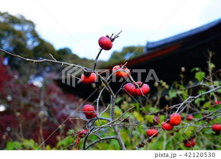 長岳寺 紅葉 長岳寺 紅葉 42120530
