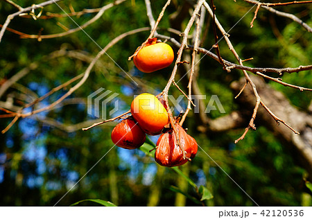 長岳寺　紅葉 42120536