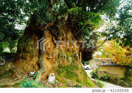 長岳寺　紅葉 42120540