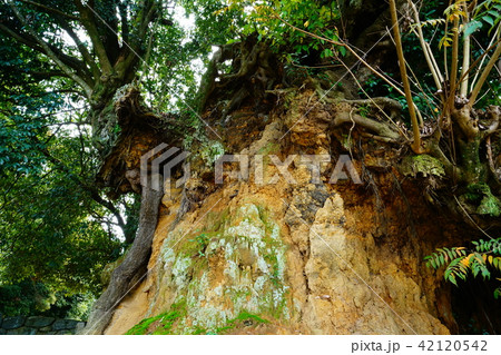 長岳寺　紅葉 42120542