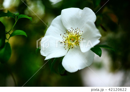 バラ ナニワイバラの花 バラ ナニワイバラの花 42120622