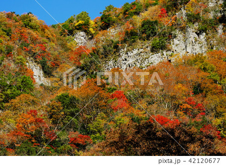 香落渓　紅葉 42120677