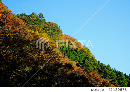香落渓 紅葉 香落渓 紅葉 42120678