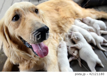 授乳 犬 子犬の写真素材