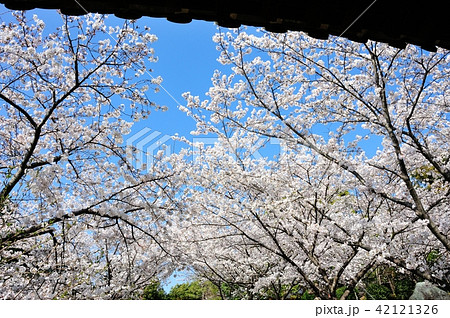 乾坤院の桜 乾坤院の桜 42121326