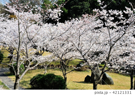 乾坤院の桜 乾坤院の桜 42121331