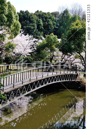 乾坤院の桜 乾坤院の桜 42121333