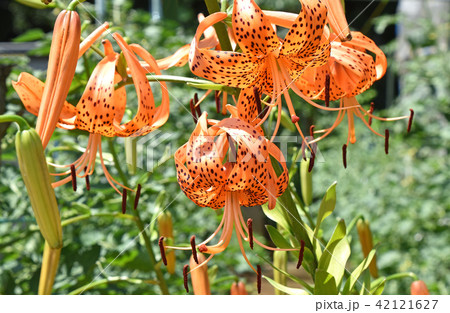 オニユリ(鬼百合) オニユリ(鬼百合) 42121627