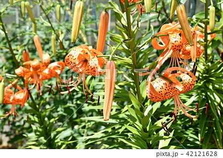 オニユリ(鬼百合) オニユリ(鬼百合) 42121628