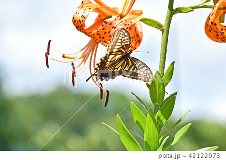オニユリとナミアゲハ 42122073