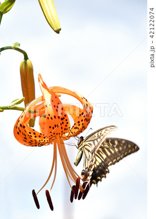 オニユリとナミアゲハ 42122074