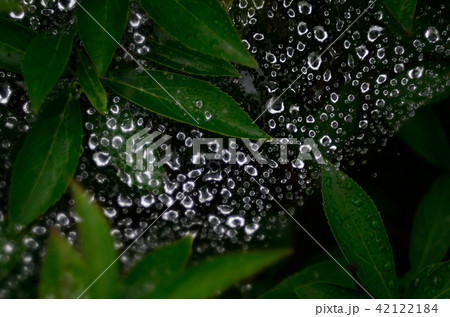 蜘蛛の巣と雨粒 42122184