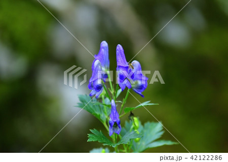 夏の高原で出会ったきれいなトリカブトの花とハナアブ 夏の高原で出会ったきれいなトリカブトの花とハナアブ 42122286
