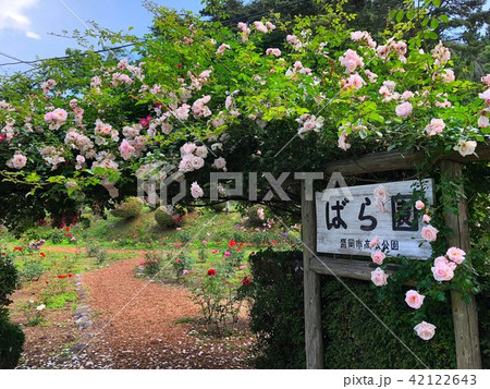 盛岡市高松公園ばら園 盛岡市高松公園ばら園 42122643