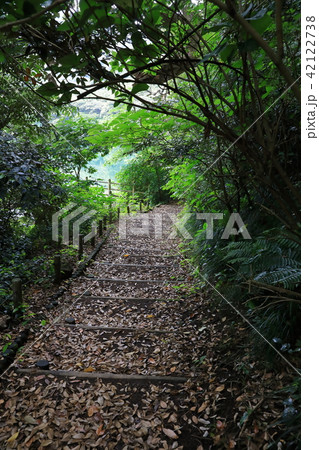三宅島　大路池まわり 42122738