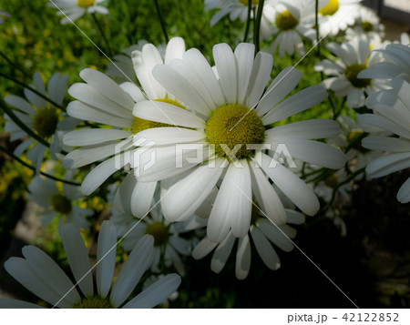 アトリエ麓郷の花たち 42122852