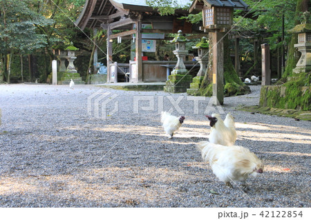 石上神宮 42122854