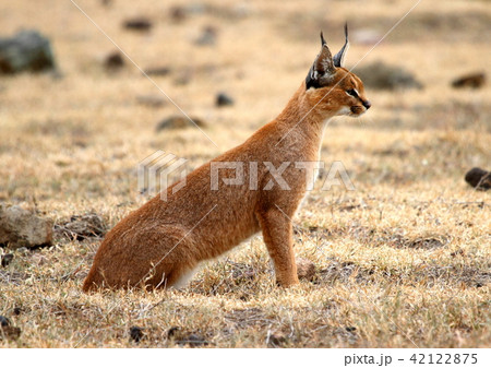 カラカル 42122875