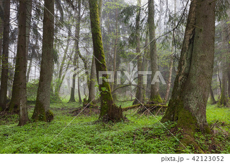 Riparian stand in spring with fresh green bottom Riparian stand in spring with fresh green bottom 42123052