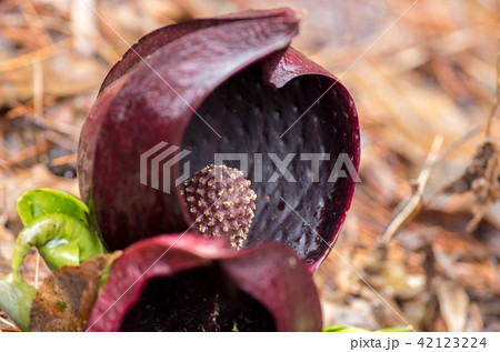 ザゼンソウ 42123224