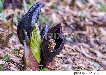 ザゼンソウ 42123283