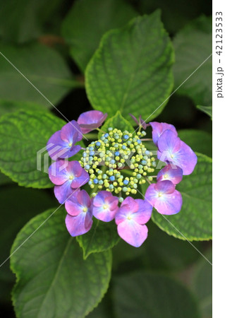 紫陽花 42123533