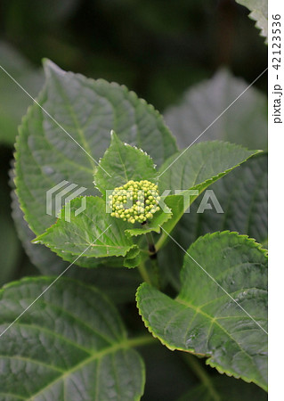 紫陽花の葉 紫陽花の葉 42123536