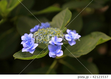青い紫陽花 青い紫陽花 42123537