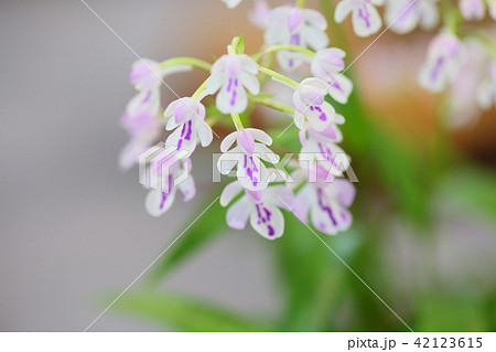 富貴蘭 富貴蘭 42123615