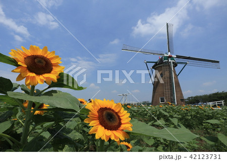 佐倉ふるさと広場 ヒマワリ 佐倉ふるさと広場 ヒマワリ 42123731