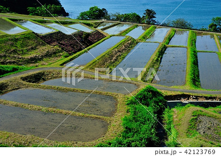 田烏の棚田 42123769