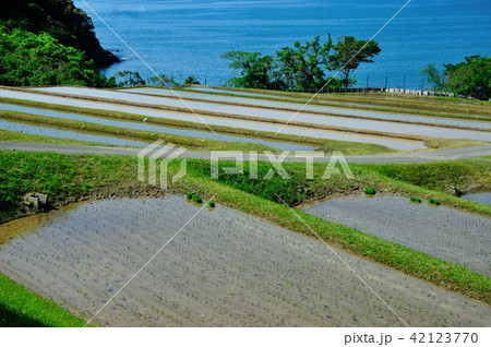 田烏の棚田 42123770